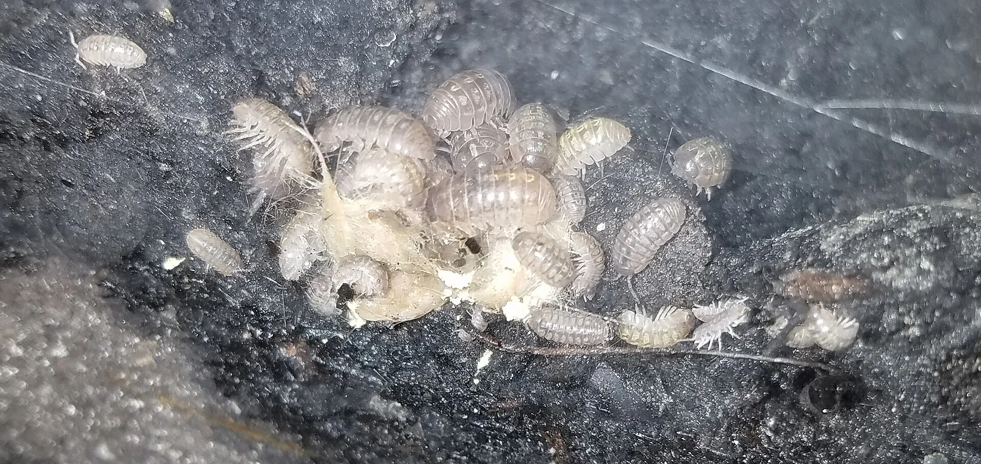 A cluster of pale isopods feeding together on dark bioactive substrate